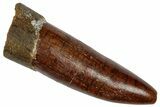 Fossil Sauropod Dinosaur (Titanosaur) Tooth - Morocco #332520-1